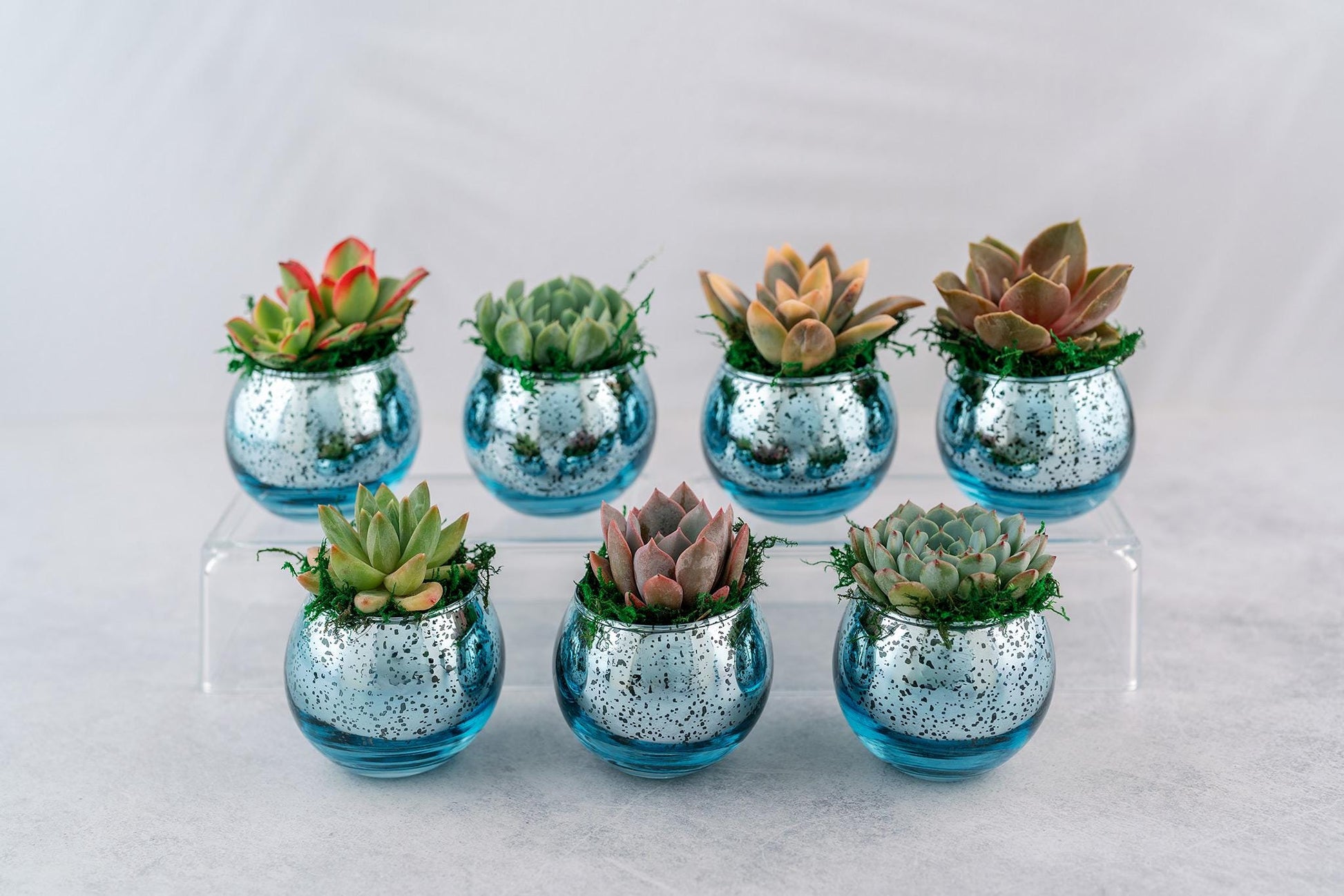 Succulent Favors in Blue Mercury Glass Globes for Weddings and Events, Optional Personalization, Bulk Gifts QTY: 5+