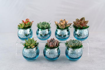 Succulent Favors in Blue Mercury Glass Globes for Weddings and Events, Optional Personalization, Bulk Gifts QTY: 5+