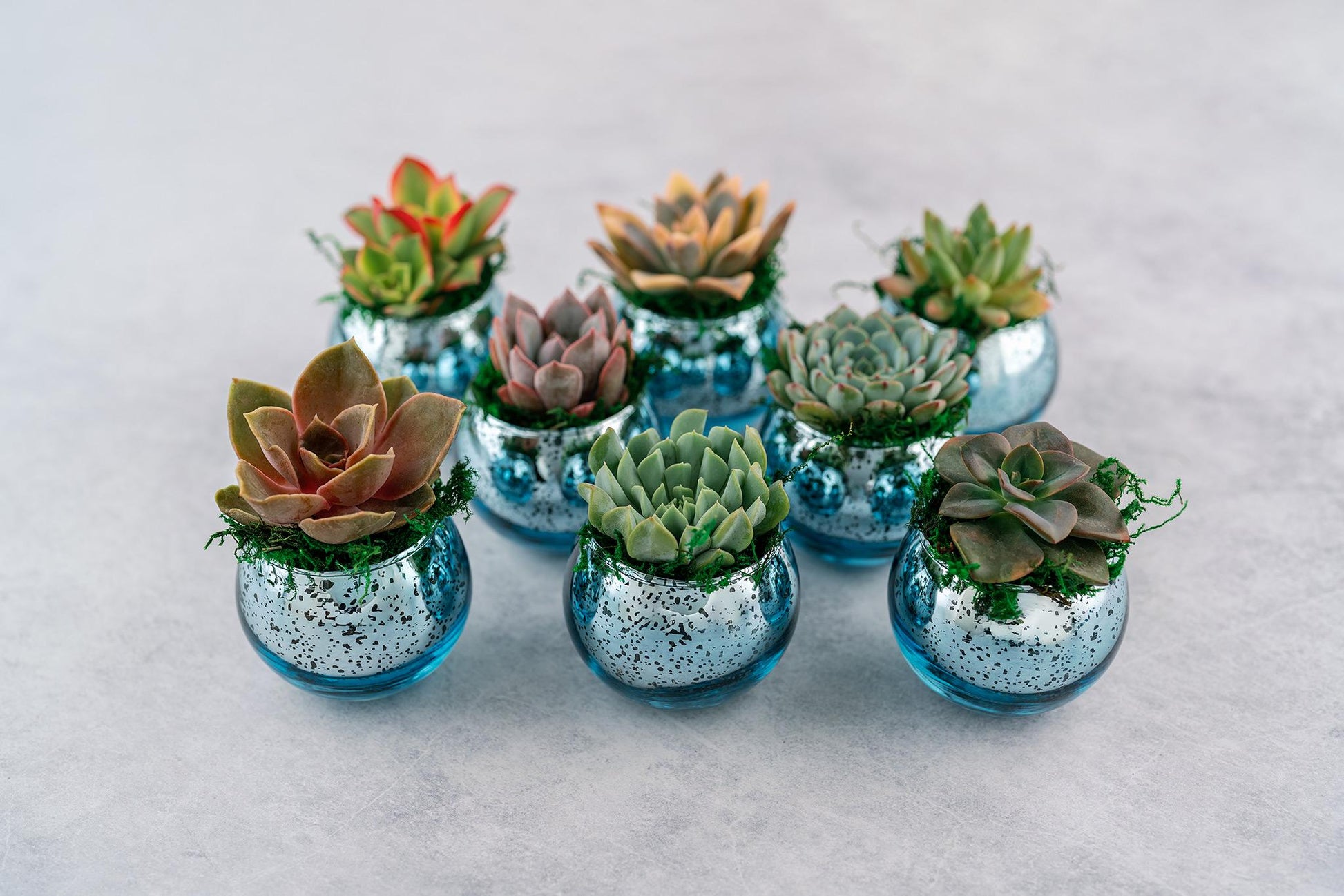 Succulent Favors in Blue Mercury Glass Globes for Weddings and Events, Optional Personalization, Bulk Gifts QTY: 5+