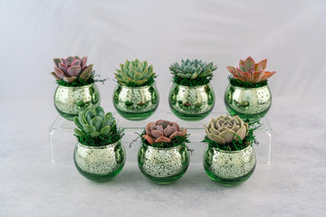 Succulent Favors in Green Mercury Glass Globes for Weddings and Events, Optional Personalization, Bulk Gifts QTY: 5+