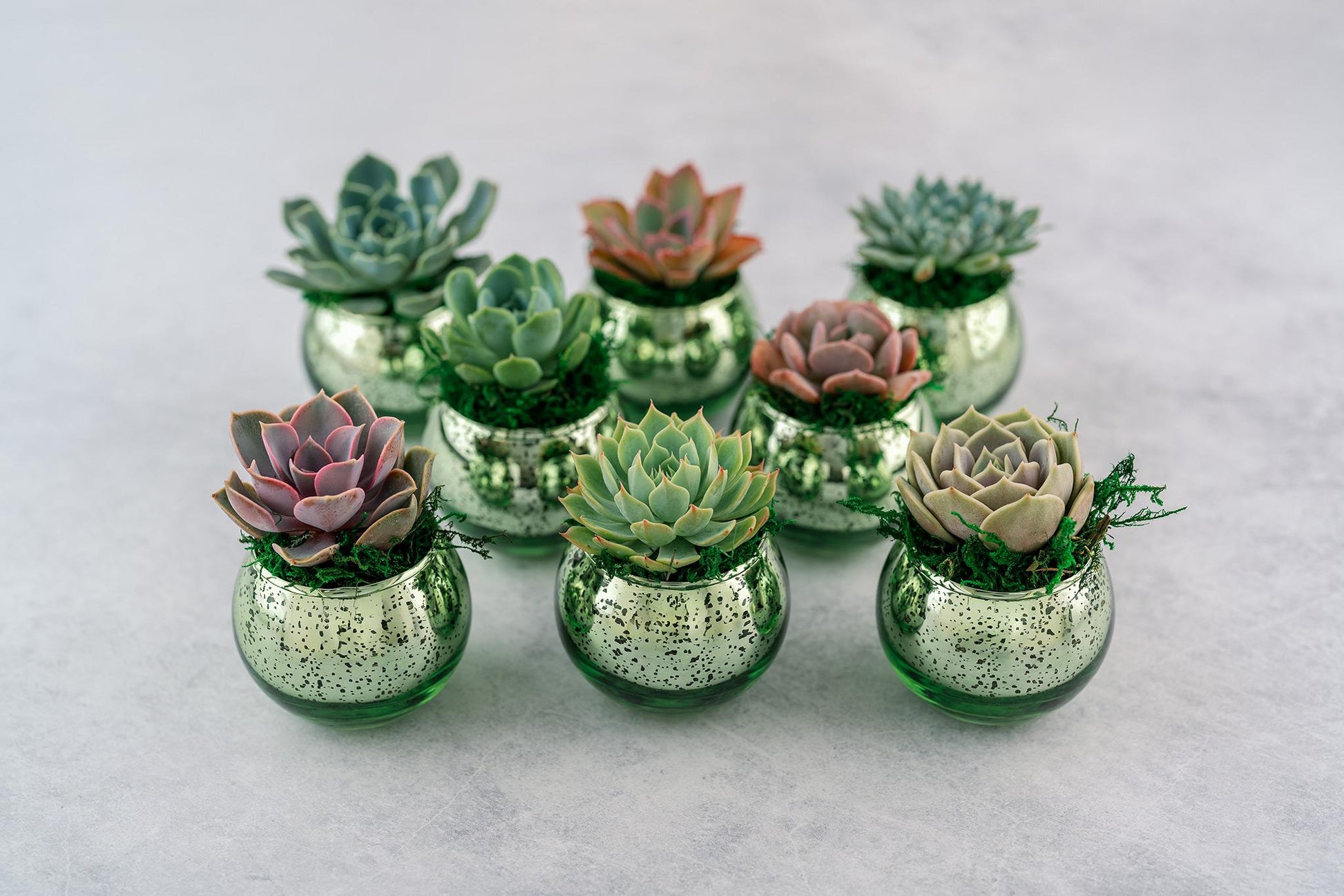 Succulent Favors in Green Mercury Glass Globes for Weddings and Events, Optional Personalization, Bulk Gifts QTY: 5+