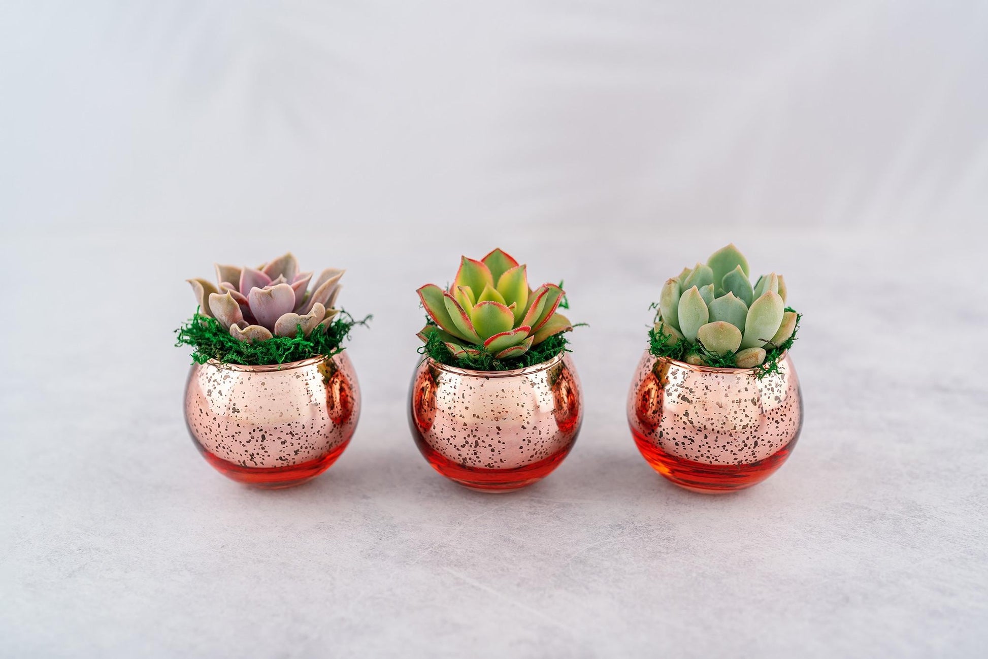 Succulent Favors in Pink-Rose Gold Mercury Glass Globes for Weddings and Events, Optional Personalization, Bulk Gifts QTY: 5+