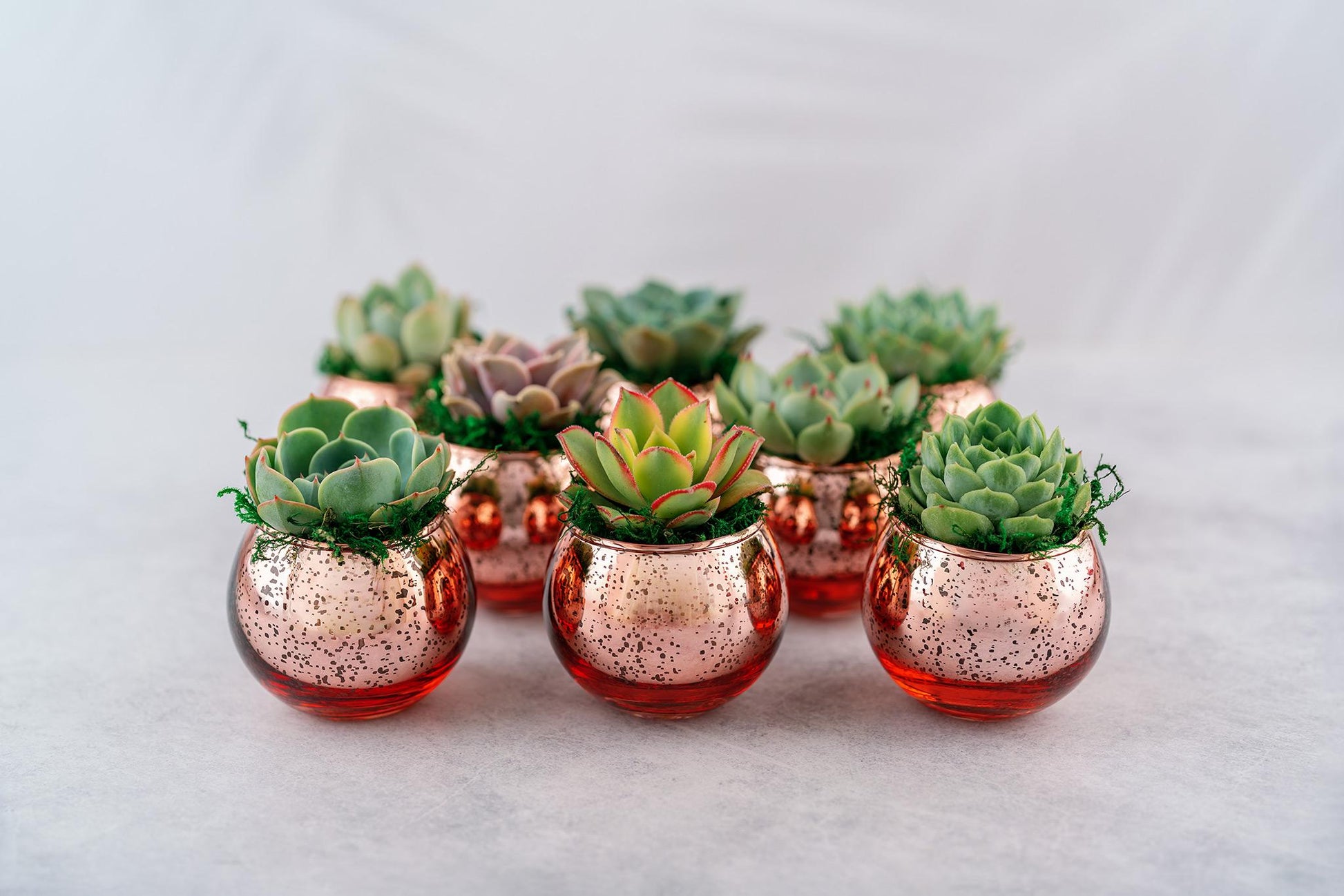 Succulent Favors in Pink-Rose Gold Mercury Glass Globes for Weddings and Events, Optional Personalization, Bulk Gifts QTY: 5+