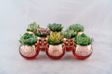 Succulent Favors in Pink-Rose Gold Mercury Glass Globes for Weddings and Events, Optional Personalization, Bulk Gifts QTY: 5+