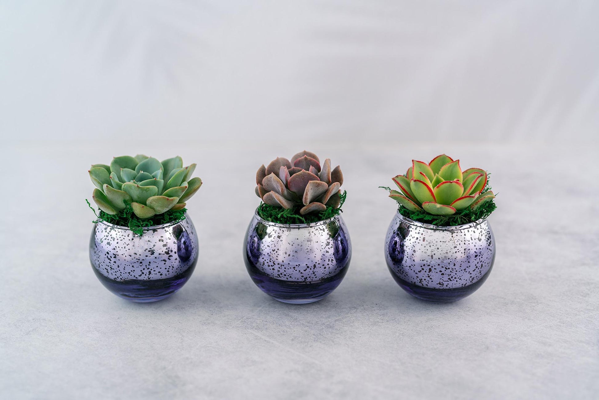 Succulent Favors in Purple Mercury Glass Globes for Weddings and Events, Optional Personalization, Bulk Gifts QTY: 5+