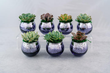 Succulent Favors in Purple Mercury Glass Globes for Weddings and Events, Optional Personalization, Bulk Gifts QTY: 5+