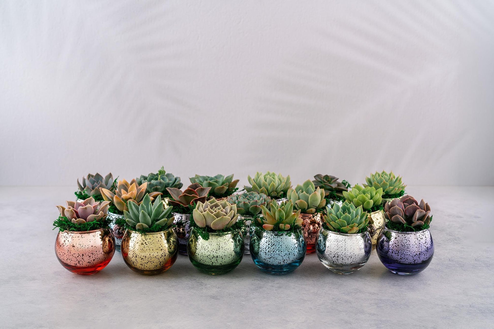 Rainbow Succulent Favors in Mercury Glass Globes for Weddings and Events, Optional Personalization, Bulk Gifts QTY: 6+