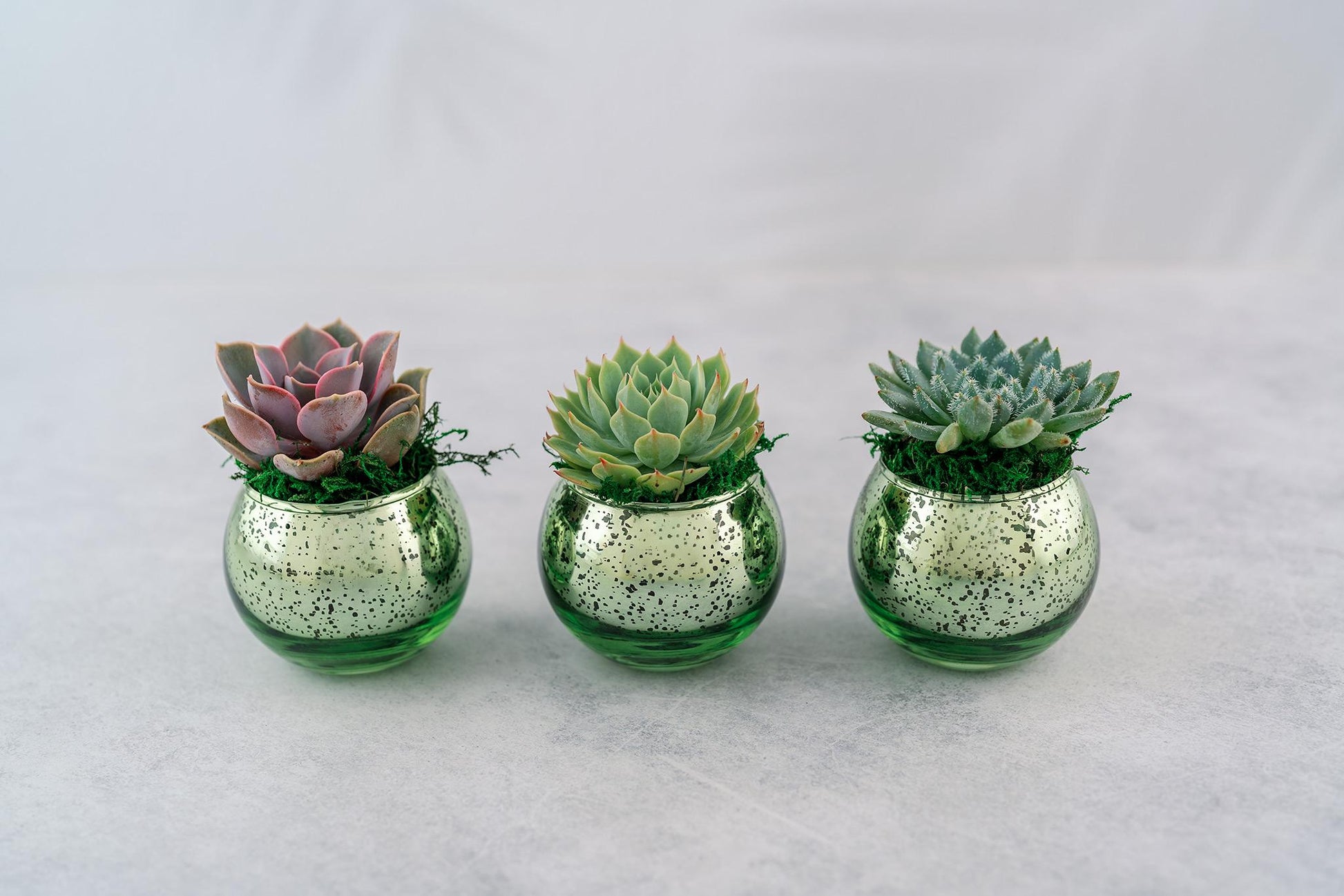 Succulent Favors in Green Mercury Glass Globes for Weddings and Events, Optional Personalization, Bulk Gifts QTY: 5+