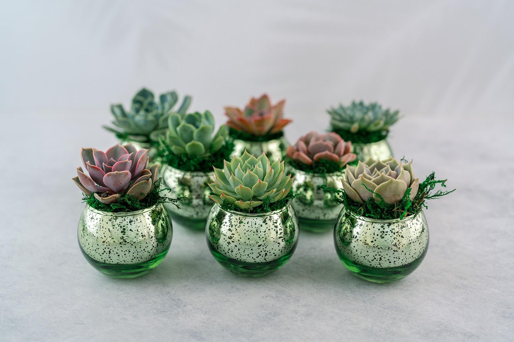 Succulent Favors in Green Mercury Glass Globes for Weddings and Events, Optional Personalization, Bulk Gifts QTY: 5+
