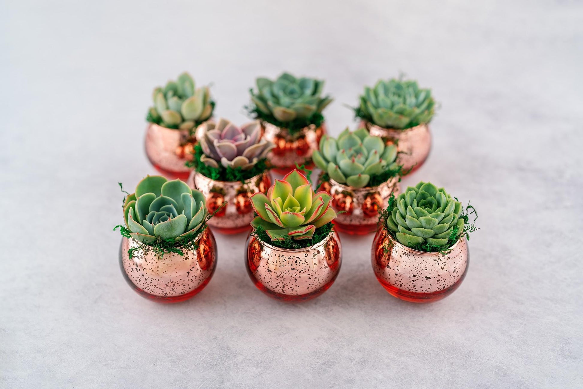 Succulent Favors in Pink-Rose Gold Mercury Glass Globes for Weddings and Events, Optional Personalization, Bulk Gifts QTY: 5+