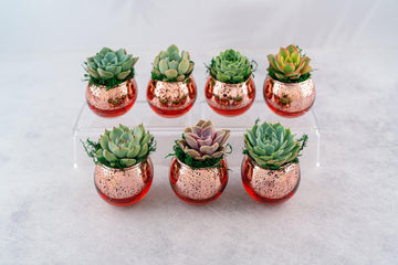 Succulent Favors in Pink-Rose Gold Mercury Glass Globes for Weddings and Events, Optional Personalization, Bulk Gifts QTY: 5+