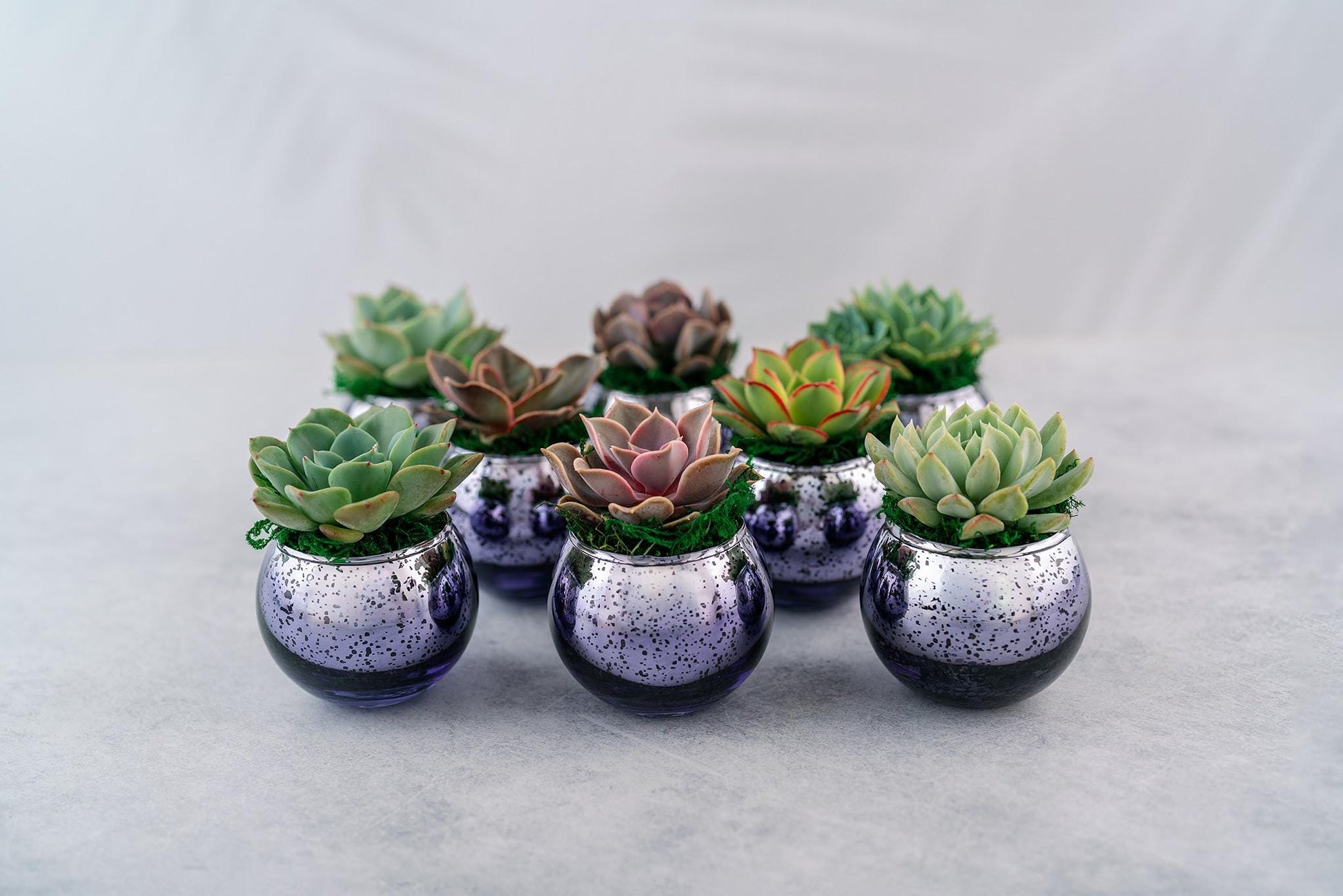 Succulent Favors in Purple Mercury Glass Globes for Weddings and Events, Optional Personalization, Bulk Gifts QTY: 5+