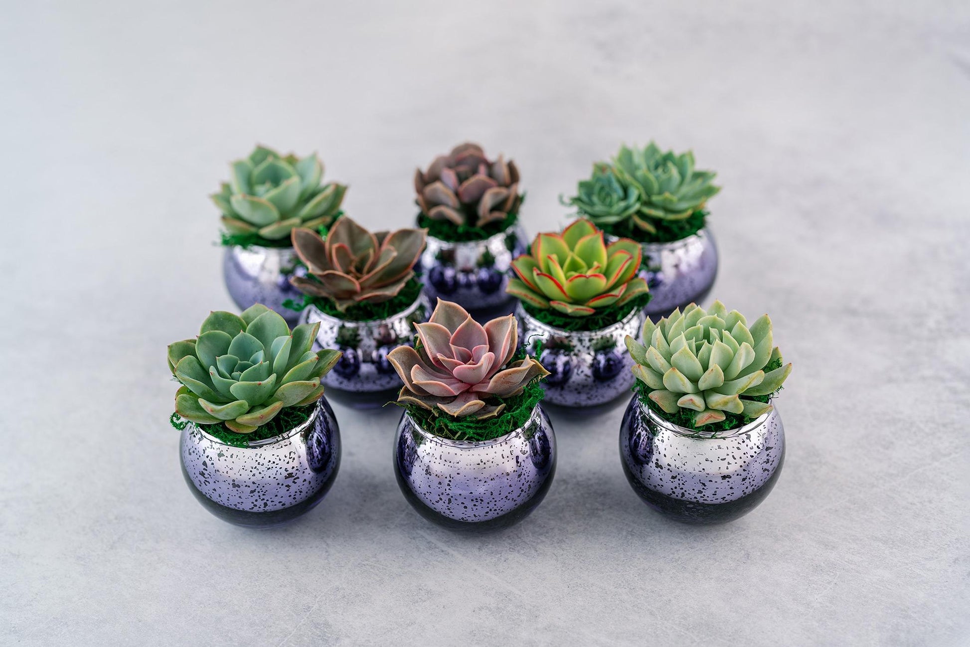 Succulent Favors in Purple Mercury Glass Globes for Weddings and Events, Optional Personalization, Bulk Gifts QTY: 5+