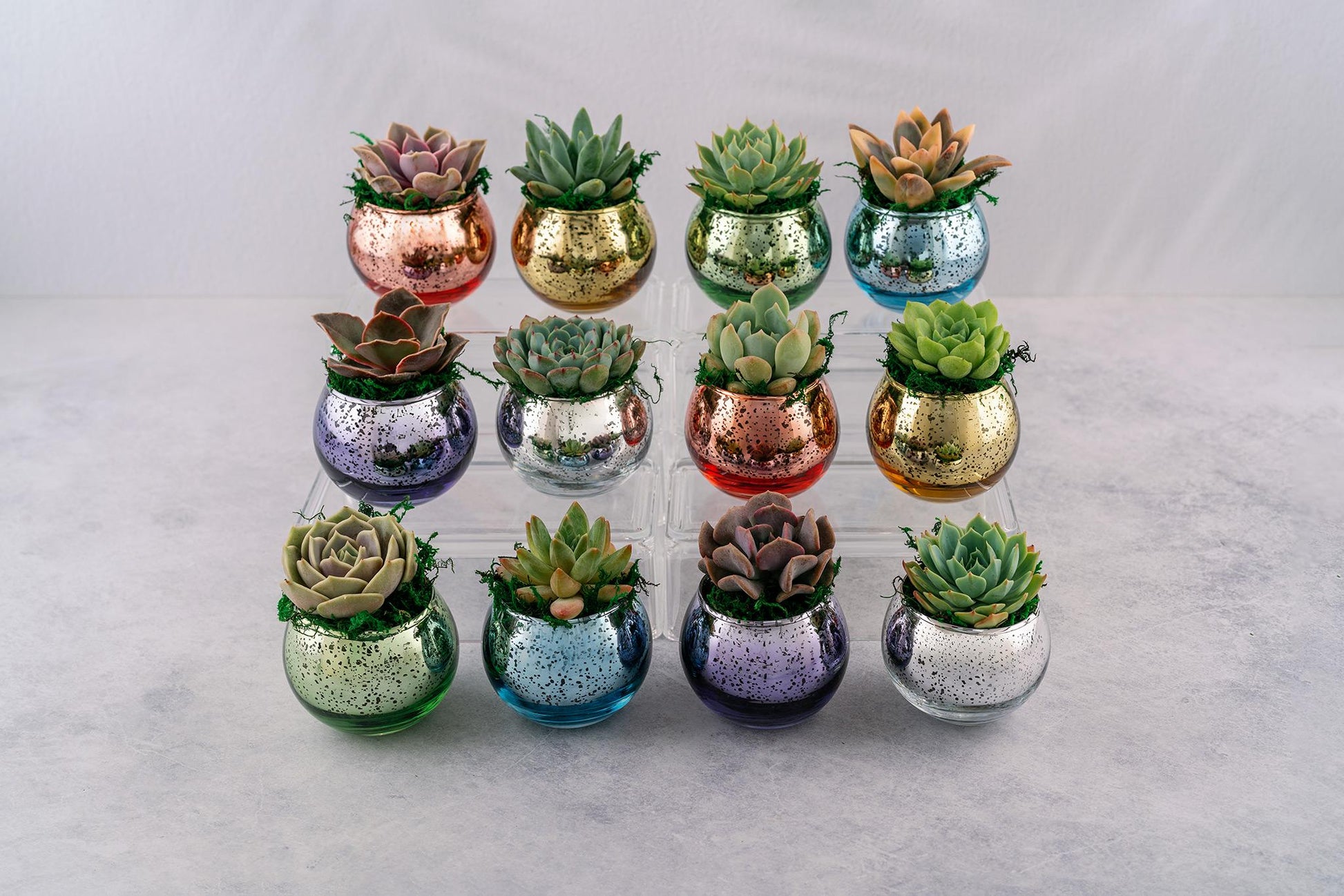 Rainbow Succulent Favors in Mercury Glass Globes for Weddings and Events, Optional Personalization, Bulk Gifts QTY: 6+