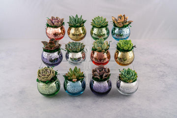 Rainbow Succulent Favors in Mercury Glass Globes for Weddings and Events, Optional Personalization, Bulk Gifts QTY: 6+