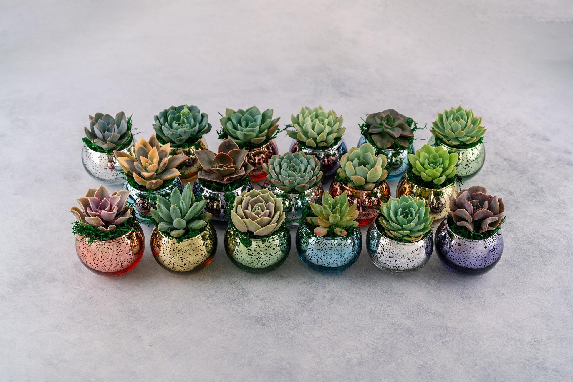 Rainbow Succulent Favors in Mercury Glass Globes for Weddings and Events, Optional Personalization, Bulk Gifts QTY: 6+