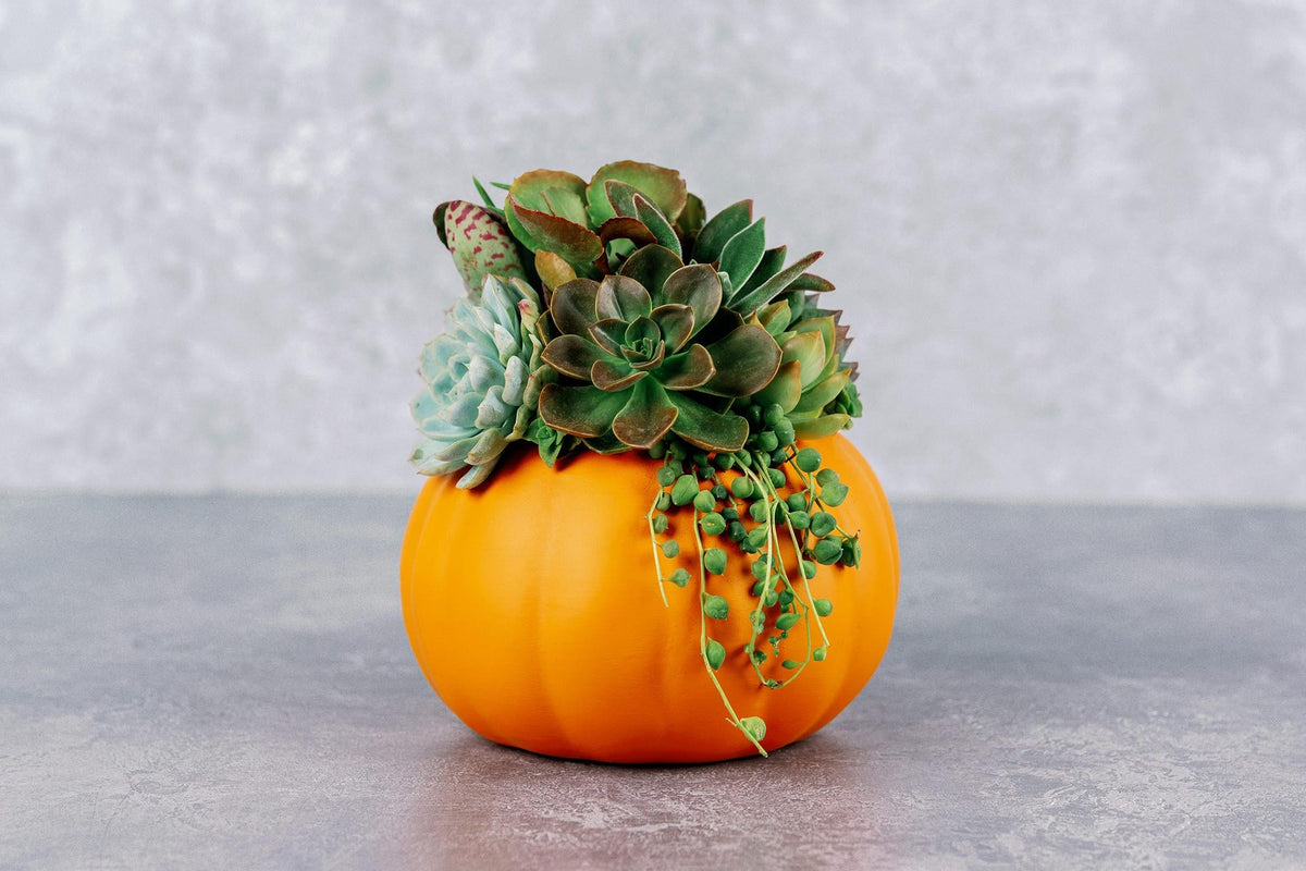 Living Succulent Pumpkin Arrangement in Orange Ceramic Planter, Fall and Thanksgiving Decor Centerpiece