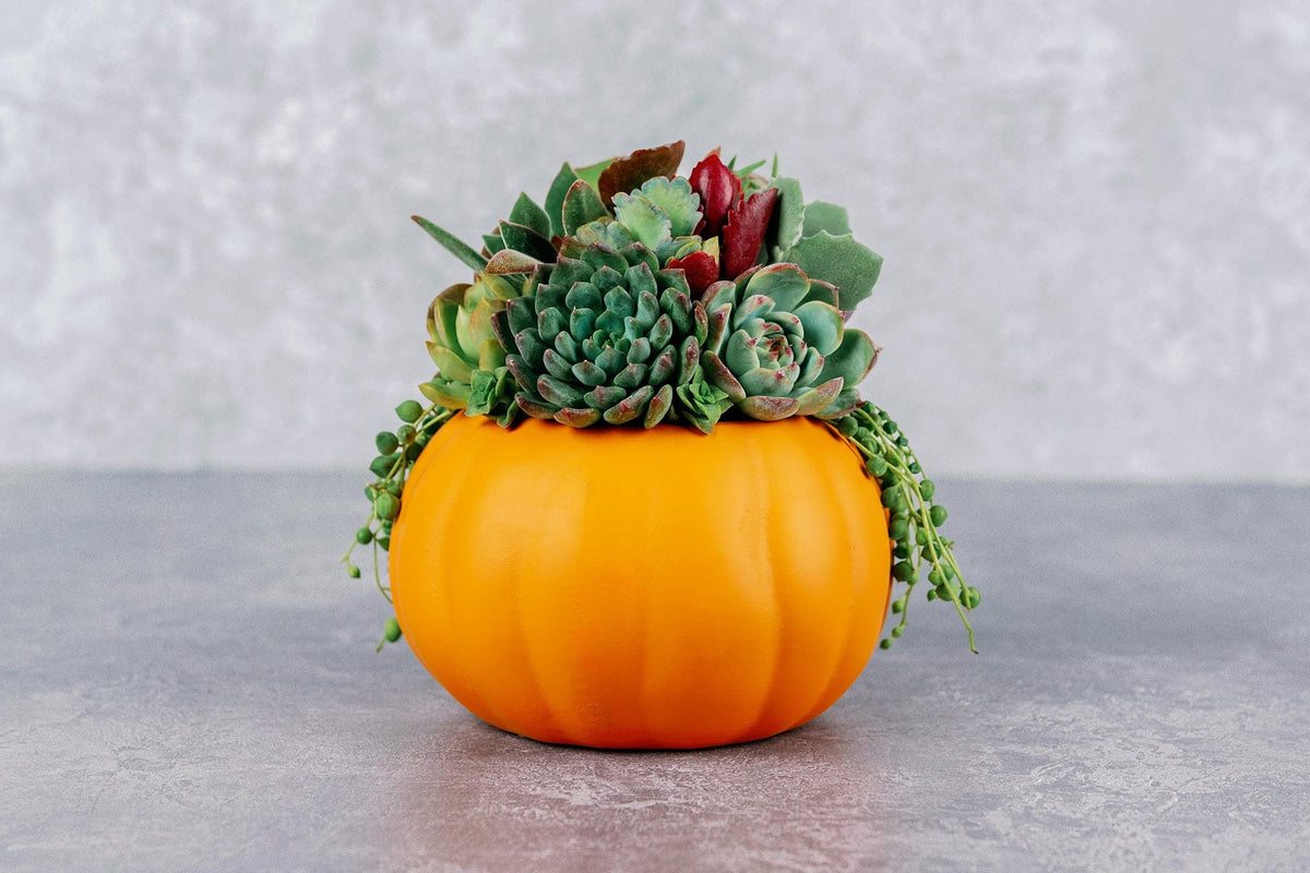 Living Succulent Pumpkin Arrangement in Orange Ceramic Planter, Fall and Thanksgiving Decor Centerpiece