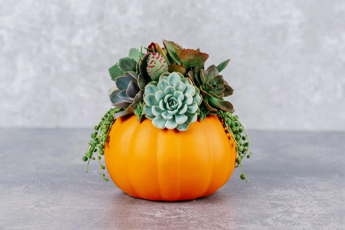 Living Succulent Pumpkin Arrangement in Orange Ceramic Planter, Fall and Thanksgiving Decor Centerpiece