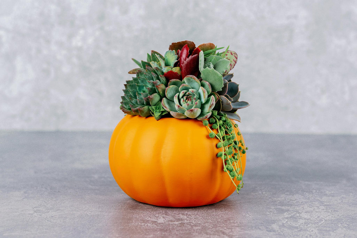 Living Succulent Pumpkin Arrangement in Orange Ceramic Planter, Fall and Thanksgiving Decor Centerpiece