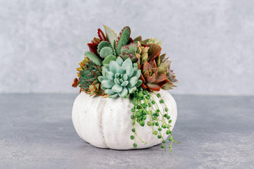 Living Succulent Pumpkin Arrangement in White Speckled Ceramic Planter, Fall and Thanksgiving Decor Centerpiece