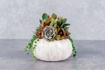 Living Succulent Pumpkin Arrangement in White Speckled Ceramic Planter, Fall and Thanksgiving Decor Centerpiece