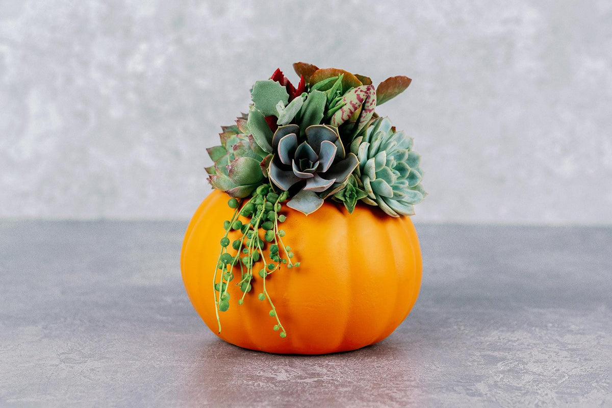 Living Succulent Pumpkin Arrangement in Orange Ceramic Planter, Fall and Thanksgiving Decor Centerpiece