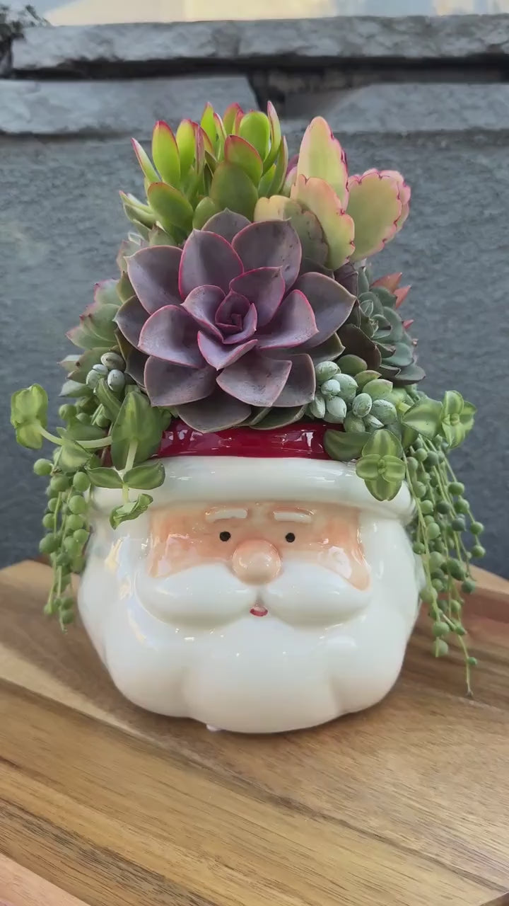 Santa Christmas Succulent Arrangement for Holiday Home Decor and Gift