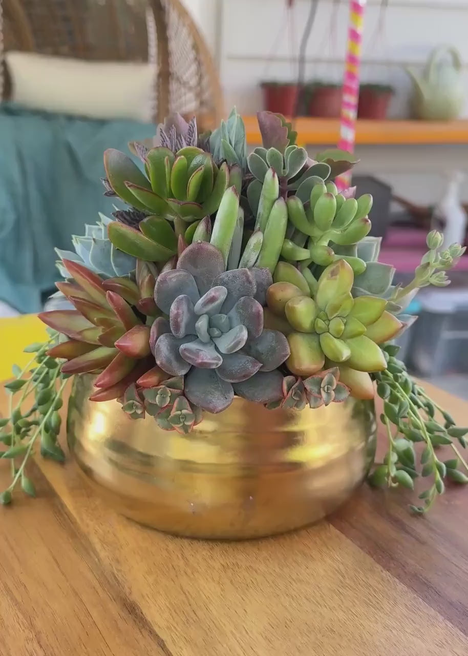Brushed Gold Bowl Succulent Arrangement Planter: Available in 6" and 8" Diameters
