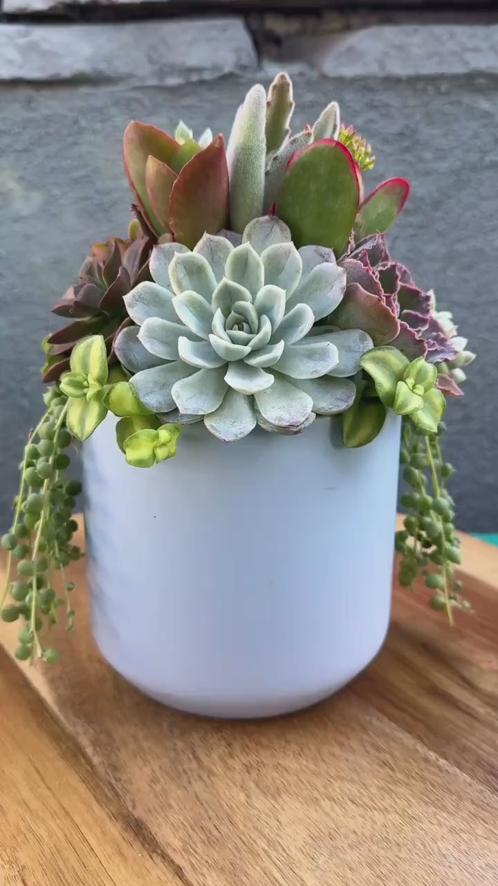 Succulent Arrangement in Baby Blue Ceramic Planter