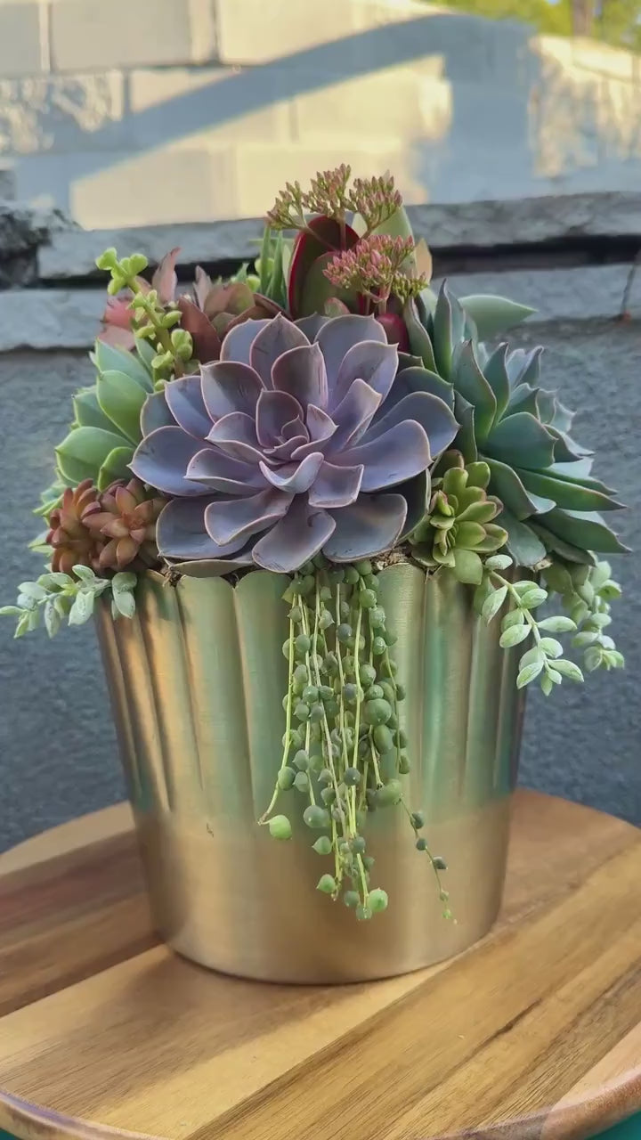 Succulent Arrangement in Large Gold Metal Planter