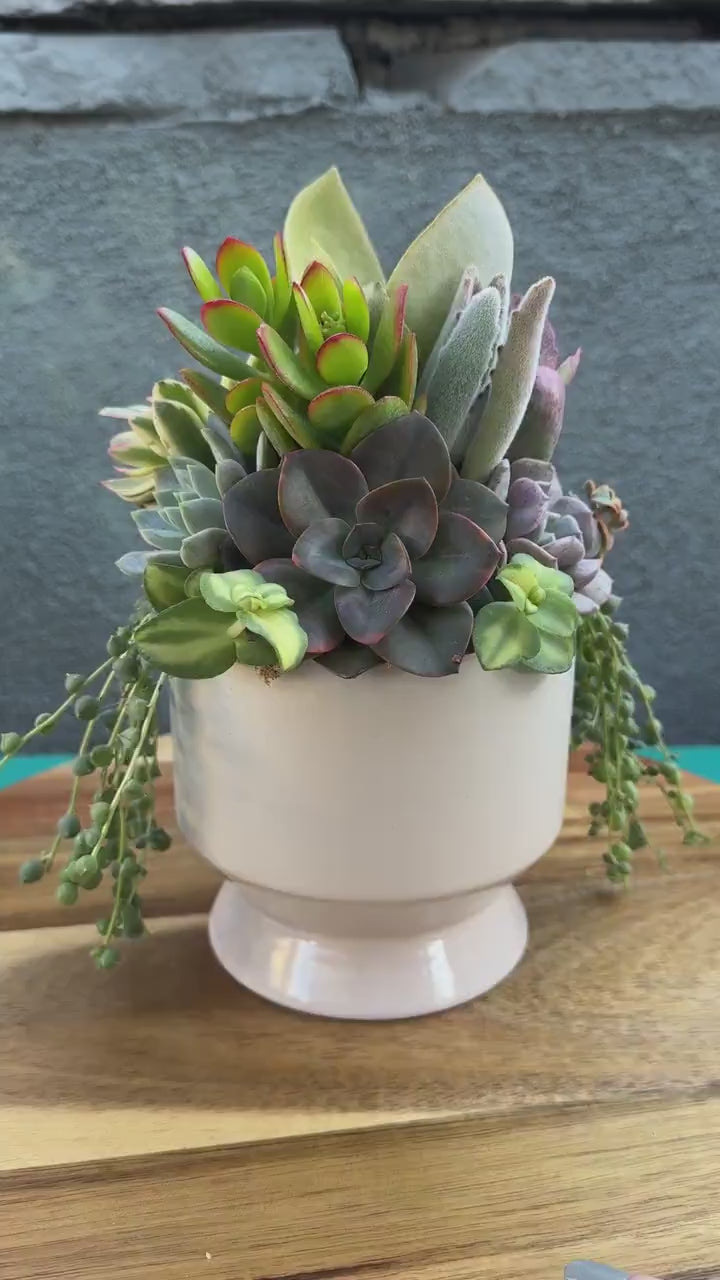 Succulent Arrangement in Tan Footed Ceramic Planter