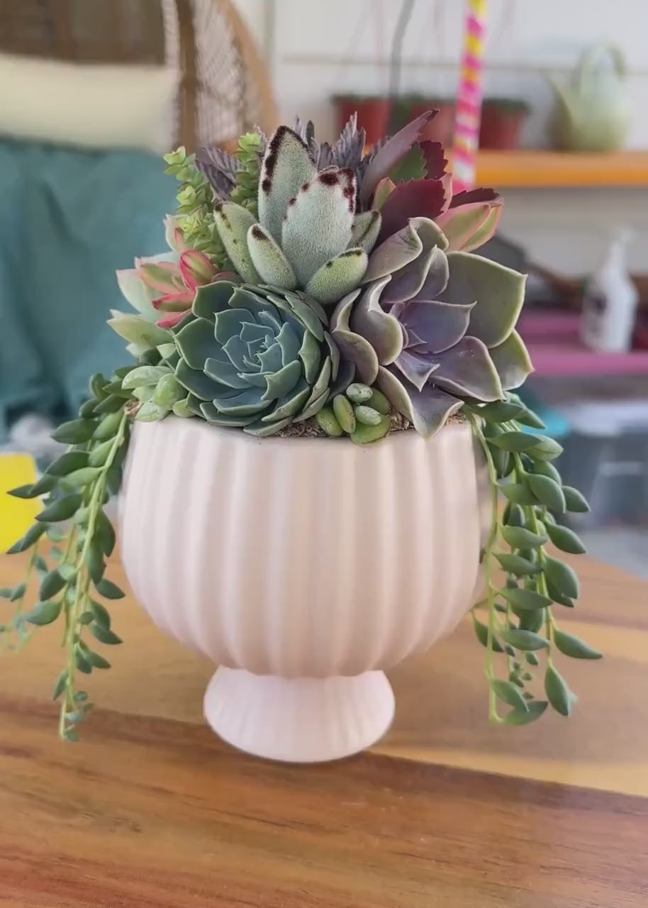 Small Pink Compote Succulent Arrangement