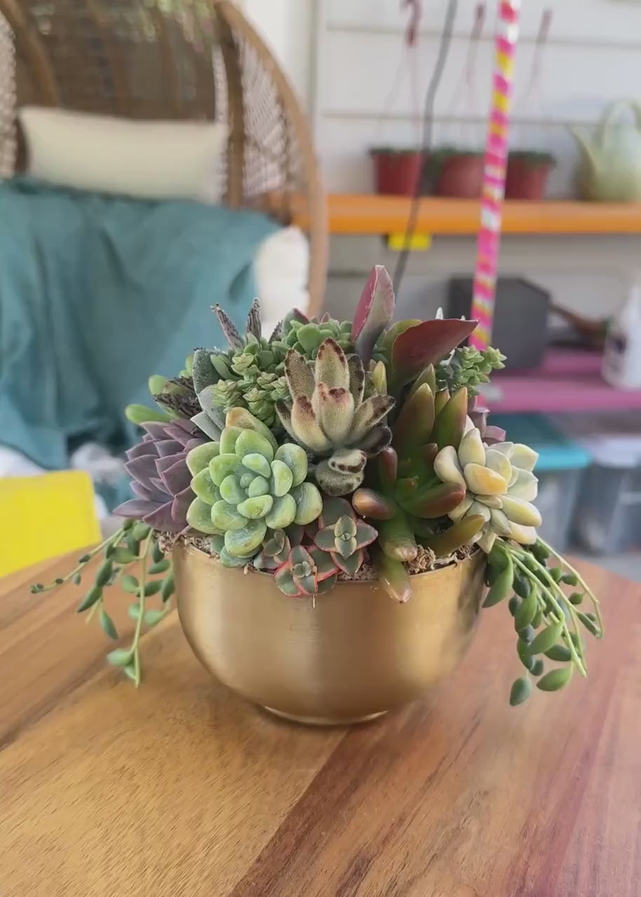 Small Gold Metal Bowl Succulent Arrangement