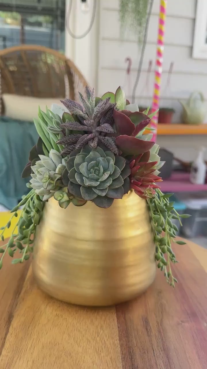 succulence anniversary Brushed Gold Living Succulent Arrangement Planter