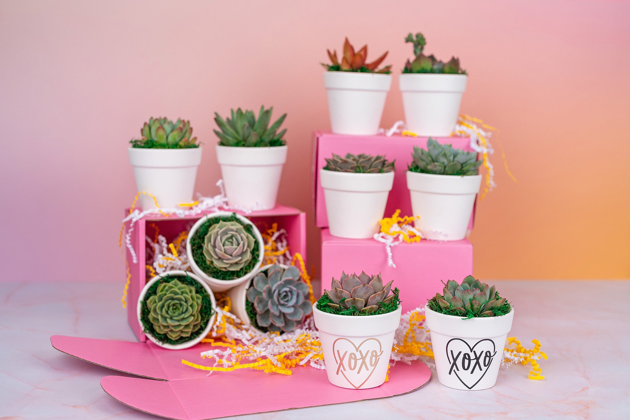 XOXO Succulent 3" Party Favors QTY:8+