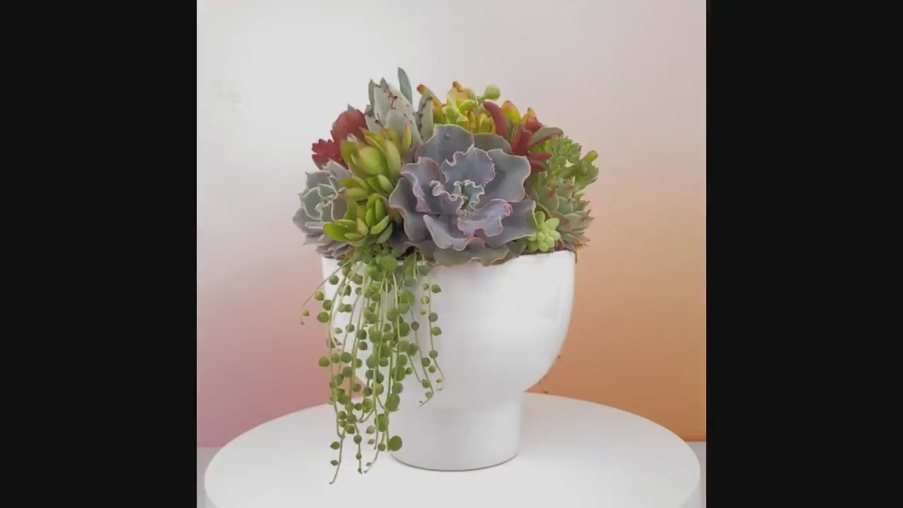White Compote Ceramic Succulent Arrangement Planter: Modern Living Succulent Gift or Centerpiece for Weddings & Events