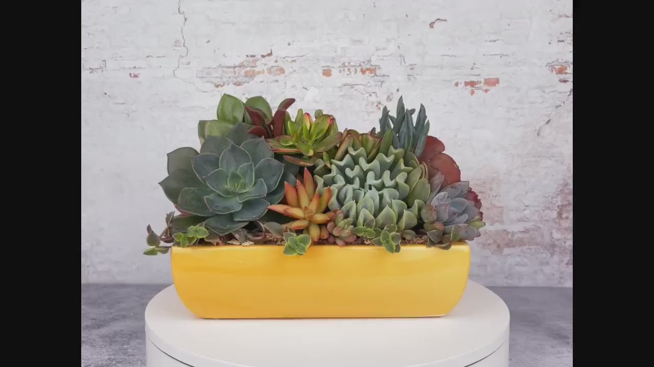 Yellow Dish Succulent Arrangement Planter: Modern Living Succulent Gift, Centerpiece for Weddings & Events, Housewarming Gift