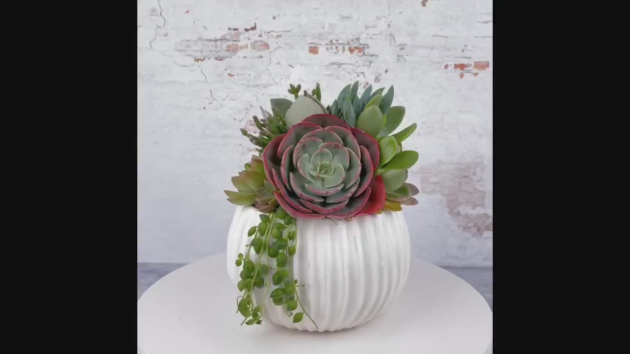 White Ribbed Globe Succulent Arrangement Planter: Modern Living Succulent Gift, Centerpiece for Weddings & Events, Housewarming Gift