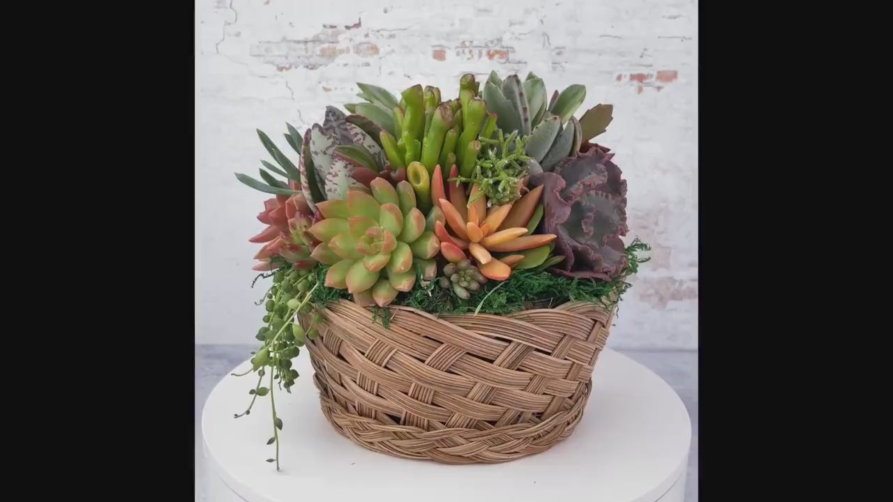 Boho Basket Succulent Arrangement Planter: Living Succulent Gift, Centerpiece for Weddings & Events, Housewarming Gift