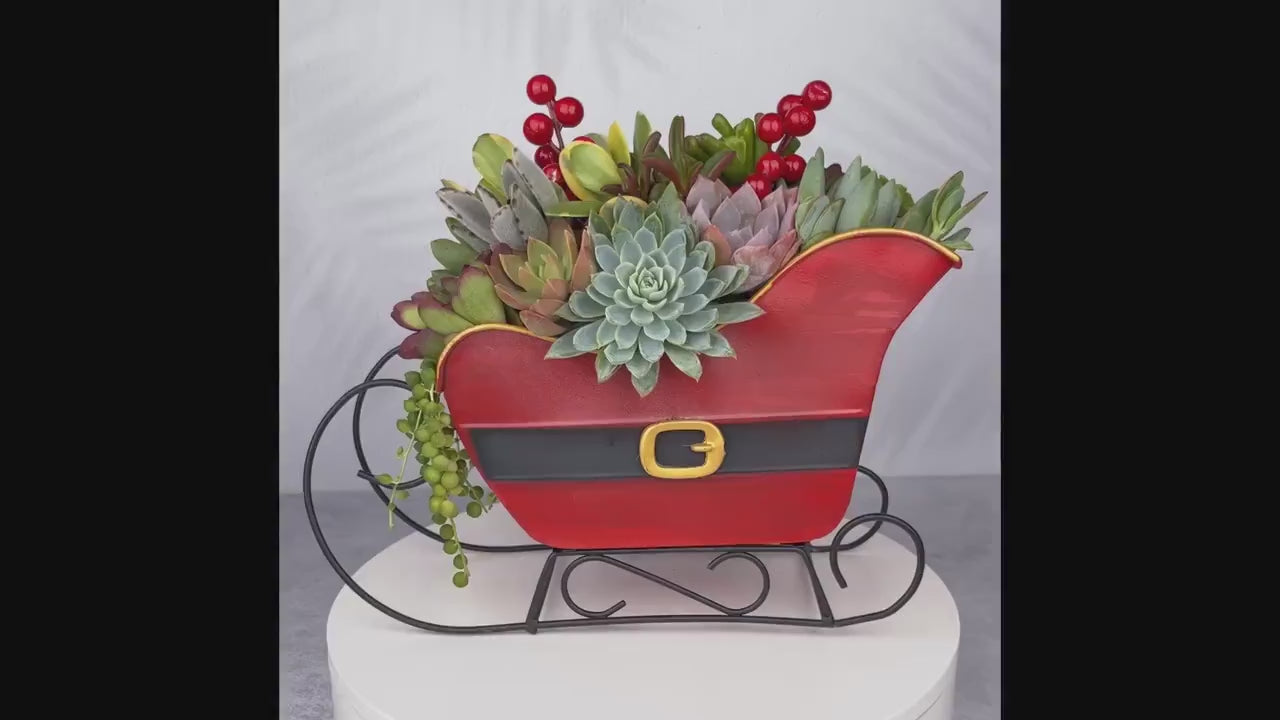 Santa Sleigh Christmas Living Succulent Arrangement Container with Bow: Living Succulent Gift & Home Decor for Christmas and Winter Holidays