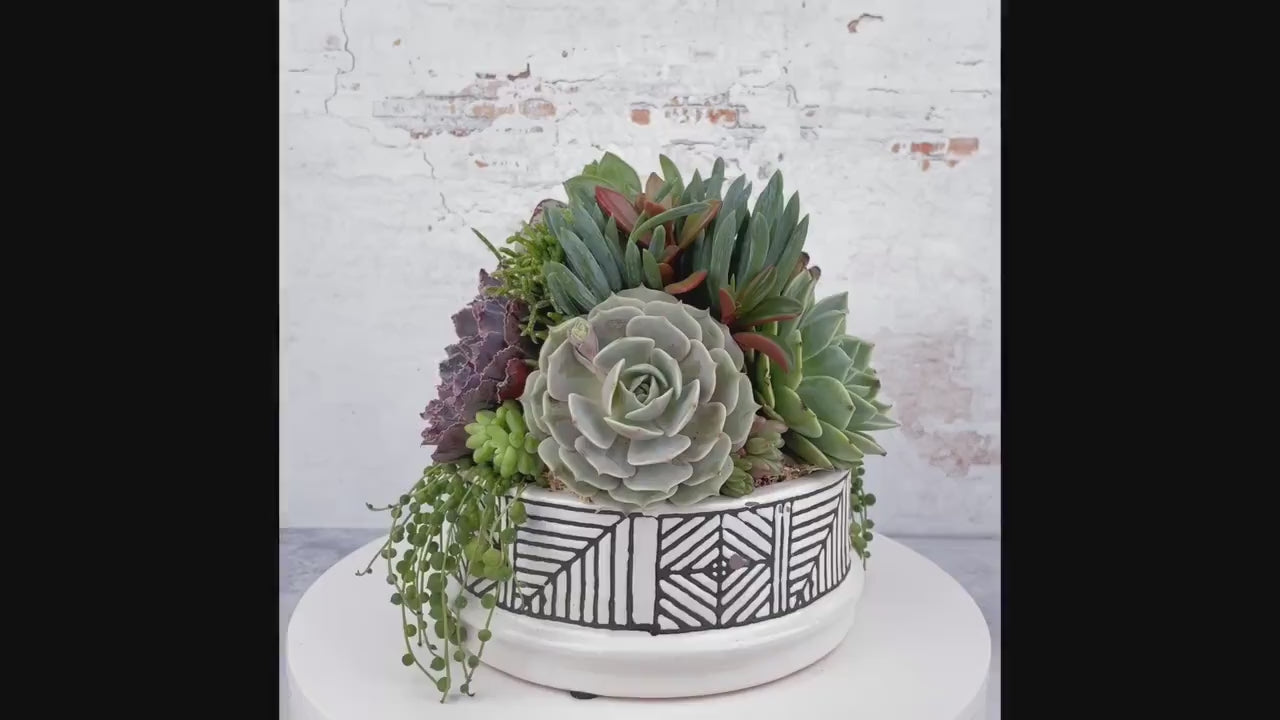 Art Bowl Succulent Arrangement Planter: Modern Living Succulent Gift, Centerpiece for Weddings & Events, Housewarming Gift