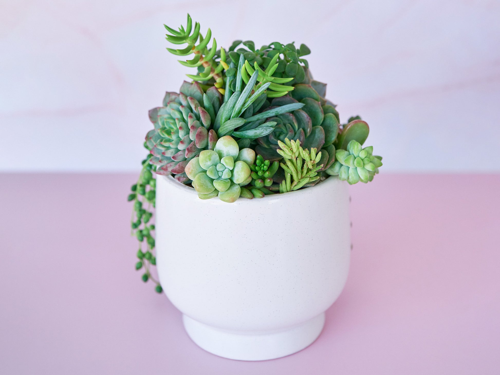 green goddess succulent Goddess Succulent Arrangement in White Ceramic Planter