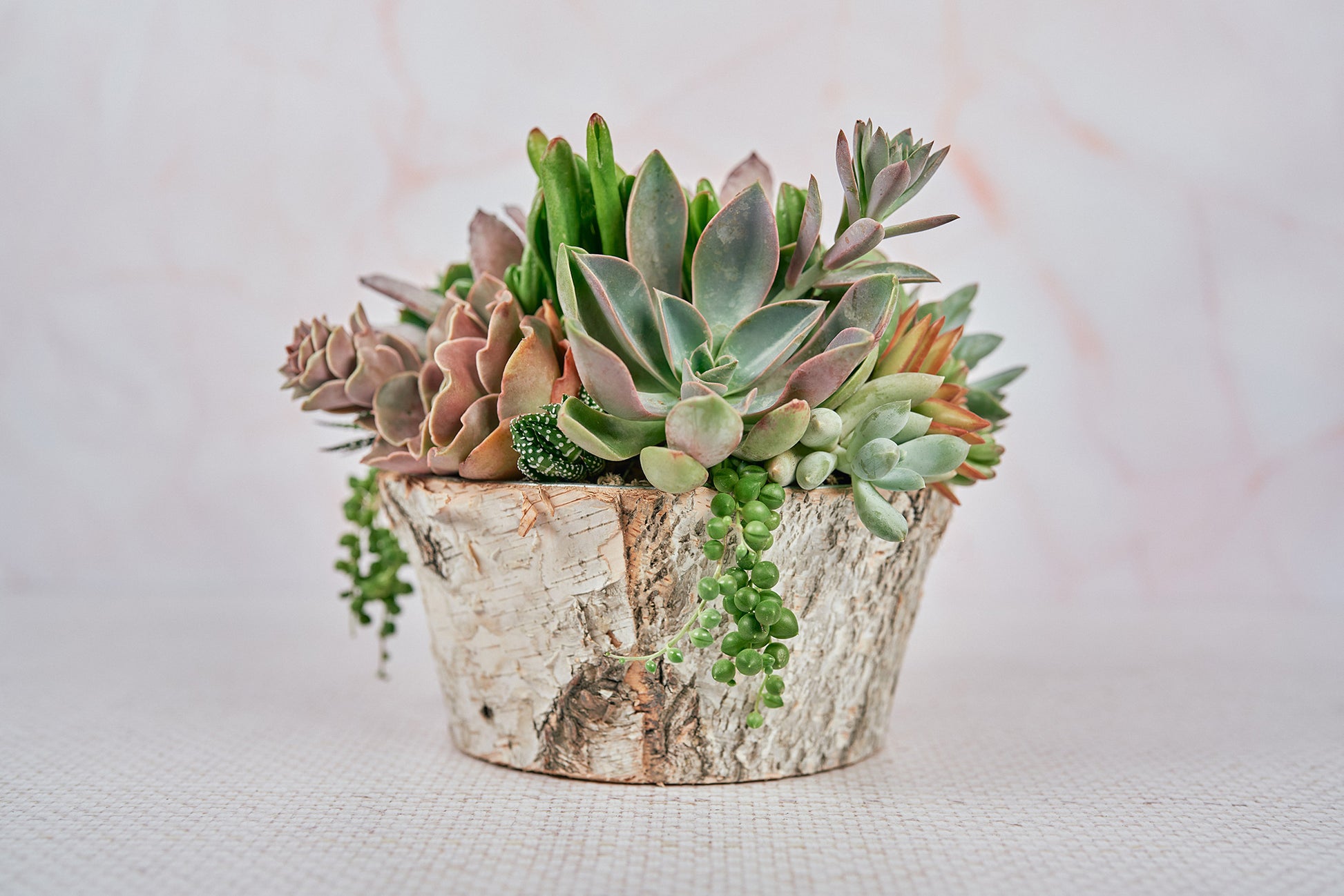round succulent arrangement Round Birch Succulent Arrangement Planter