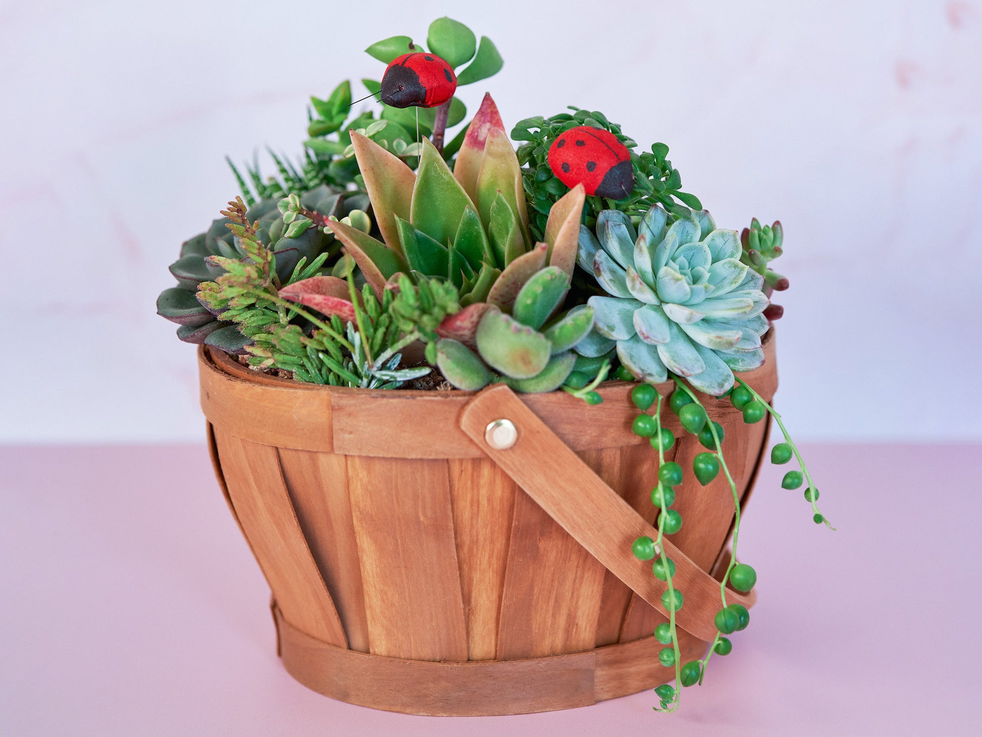succulent sunshine Succulent Basket Arrangement Planter
