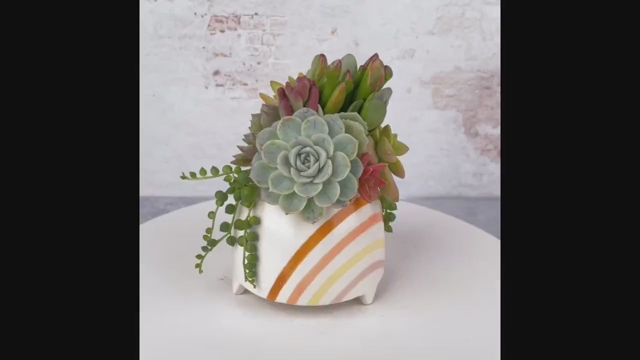 Rainbow Gram Living Succulent Arrangement Gift | Birthday, Celebration, House Warming Living Gift for Plant Lovers |  LGBT