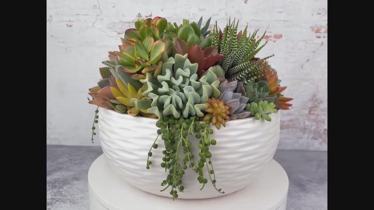 Large White Ceramic Bowl Succulent Arrangement Planter: Modern Living Succulent Gift, Centerpiece for Weddings & Events, Housewarming Gift