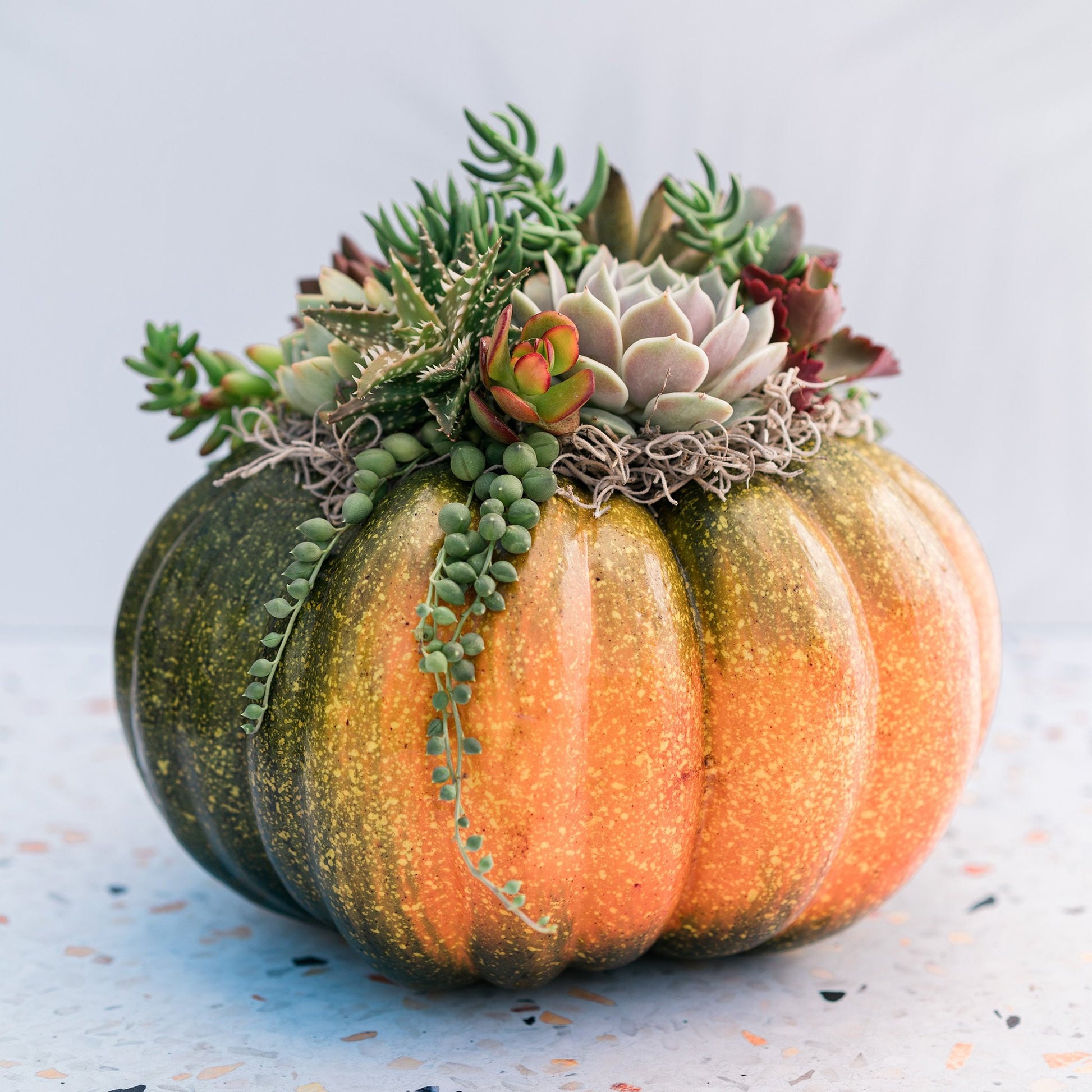 Orange-Green Faux Pumpkin with Living Succulents | Fall Gift for Housewarming & Hosts | Autumn Table Decor | Thanksgiving-Halloween