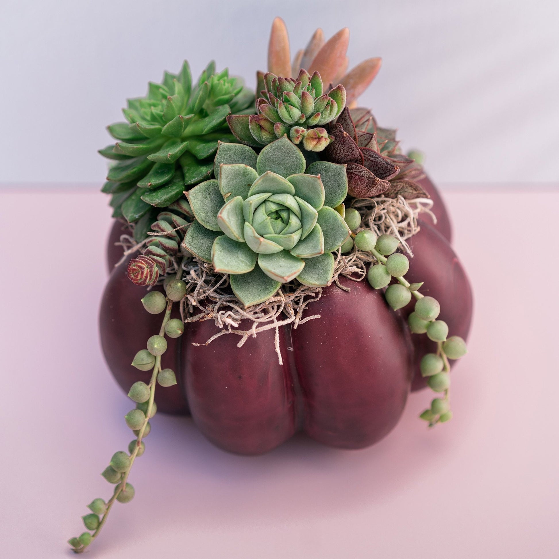 Medium Plum Succulent Pumpkin | Fall Gift for Housewarming & Hosts | Autumn Table Decor | Thanksgiving-Halloween Decor