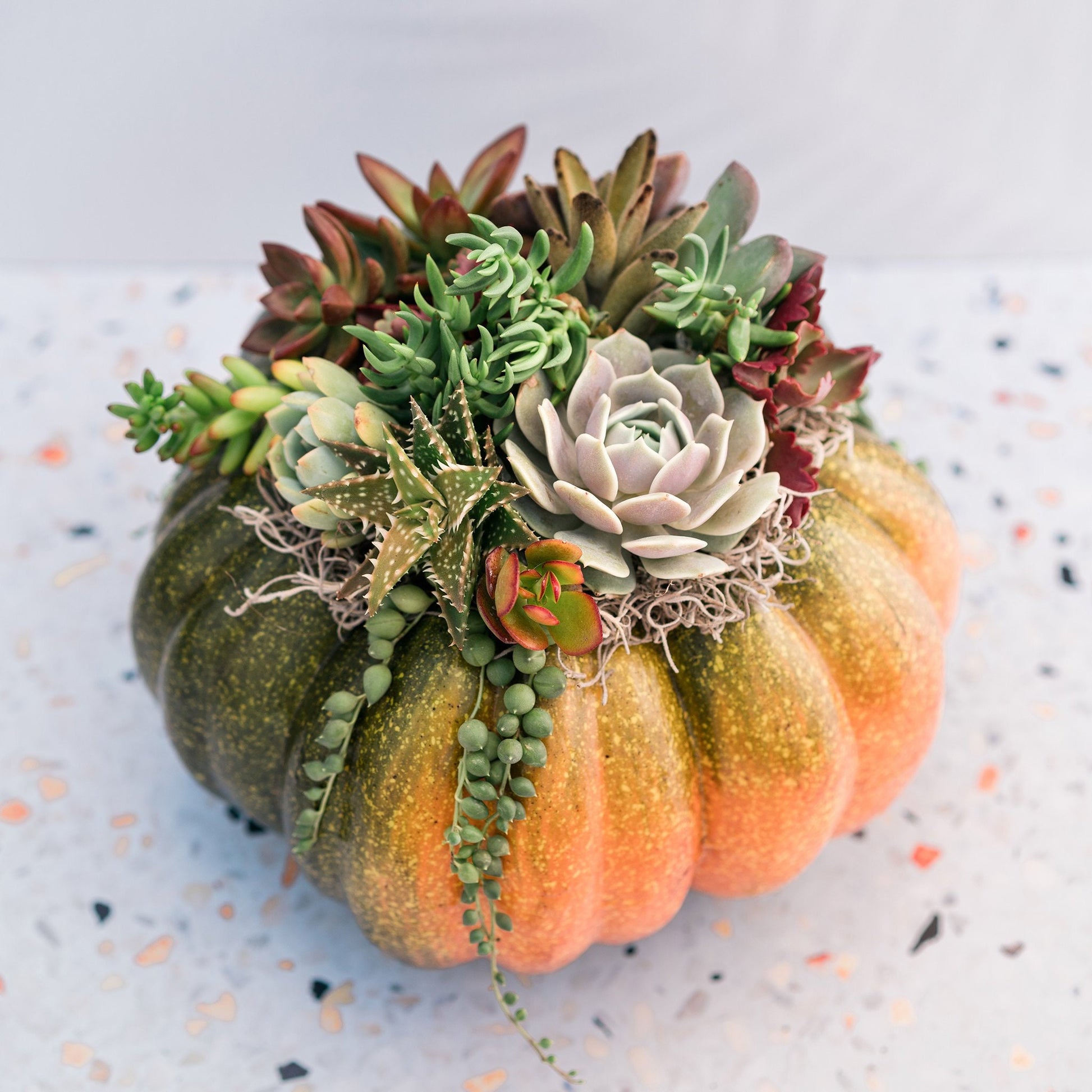 Orange-Green Faux Pumpkin with Living Succulents | Fall Gift for Housewarming & Hosts | Autumn Table Decor | Thanksgiving-Halloween